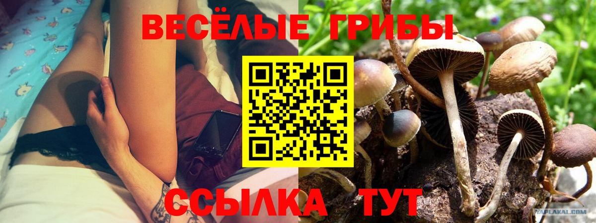 Сарапул  цена наркотик  Галлюциногенные грибы GOLDEN TEACHER  Вход с VPN  Галлюциногенные грибы Psilocybine cubensis 